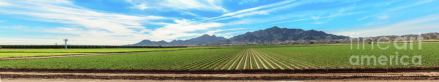 Panoramic View Of Lettuce Field Photograph by Robert Bales