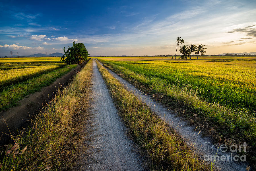 Palm Photograph - Panoramic View Of Paddy View During by Rizal Zawawi Palm Photograph - Panoramic View Of Paddy View During by Rizal Zawawi