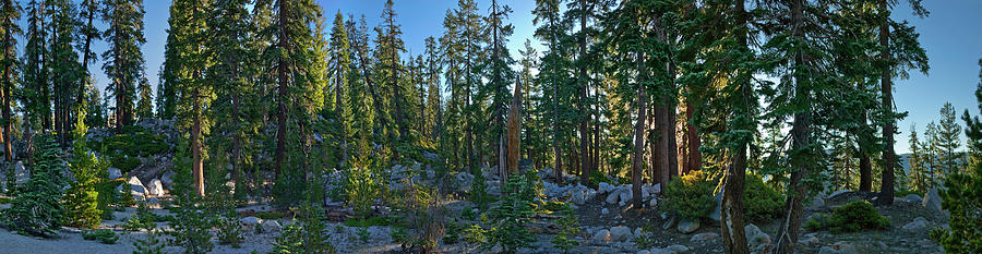 Yosemite National Park Photograph - Panoramic View Of Trees Along Tioga by Apostrophe Productions