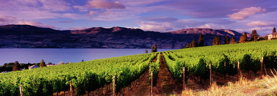 Panoramic Vineyards Kelowna Photograph by Jason v