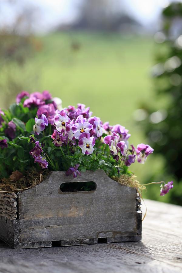 Pansies In A Wooden Crate Photograph by Barbara Bonisolli