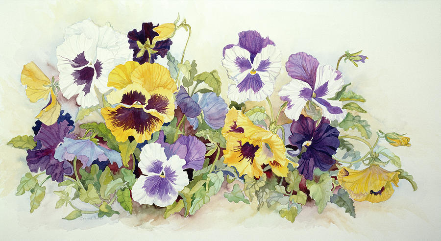 Pansy Painting - Pansies In Yellow- Purple by Joanne Porter