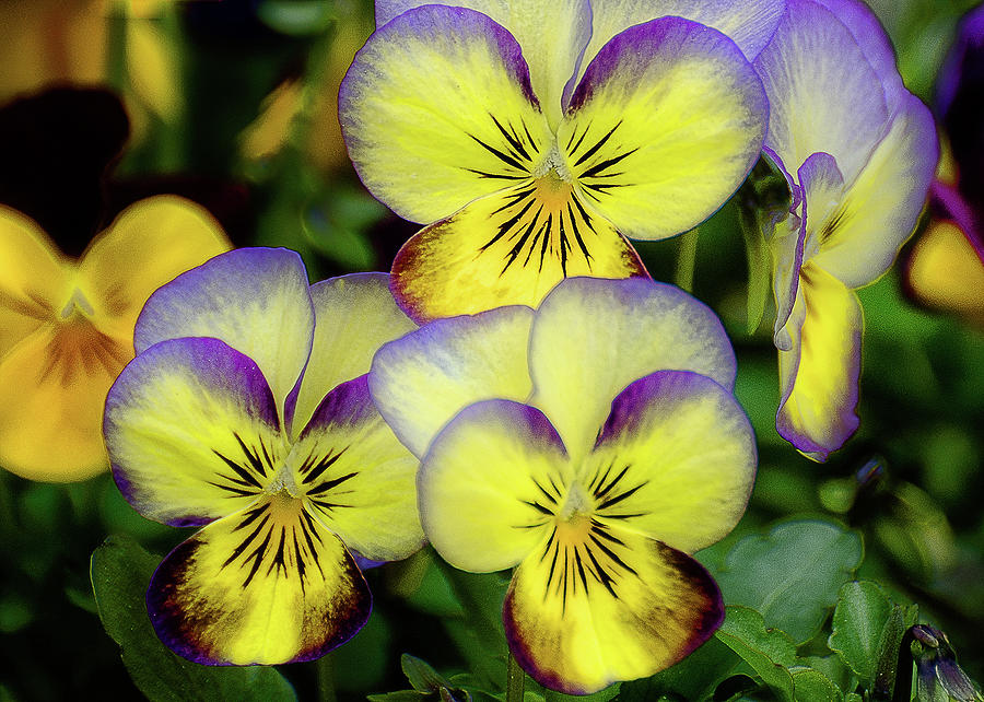 Pansies Photograph by Mary Dineen Fine Art Nature Photography