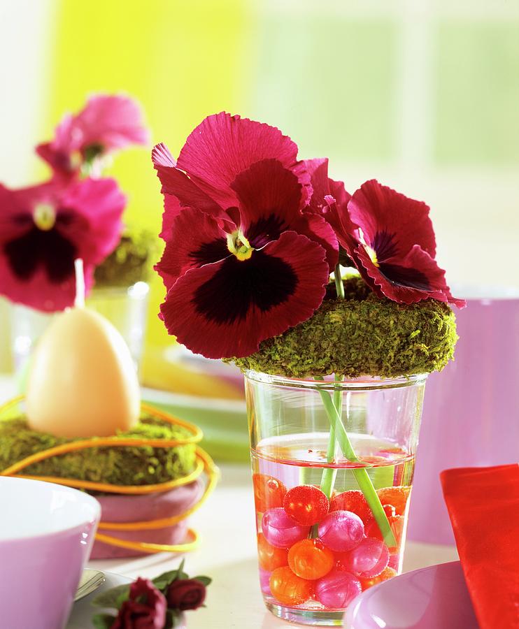 Pansies With Moss Ring & Glass Balls As Easter Decoration Photograph by Friedrich Strauss
