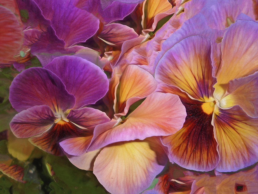 Spring Photograph - Pansy Field in Violet and Yellow 6 by Lynda Lehmann