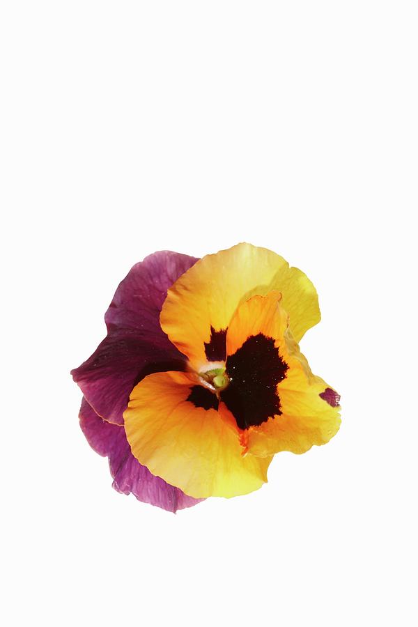 Pansy Flowers Photograph by Vetter, Misha