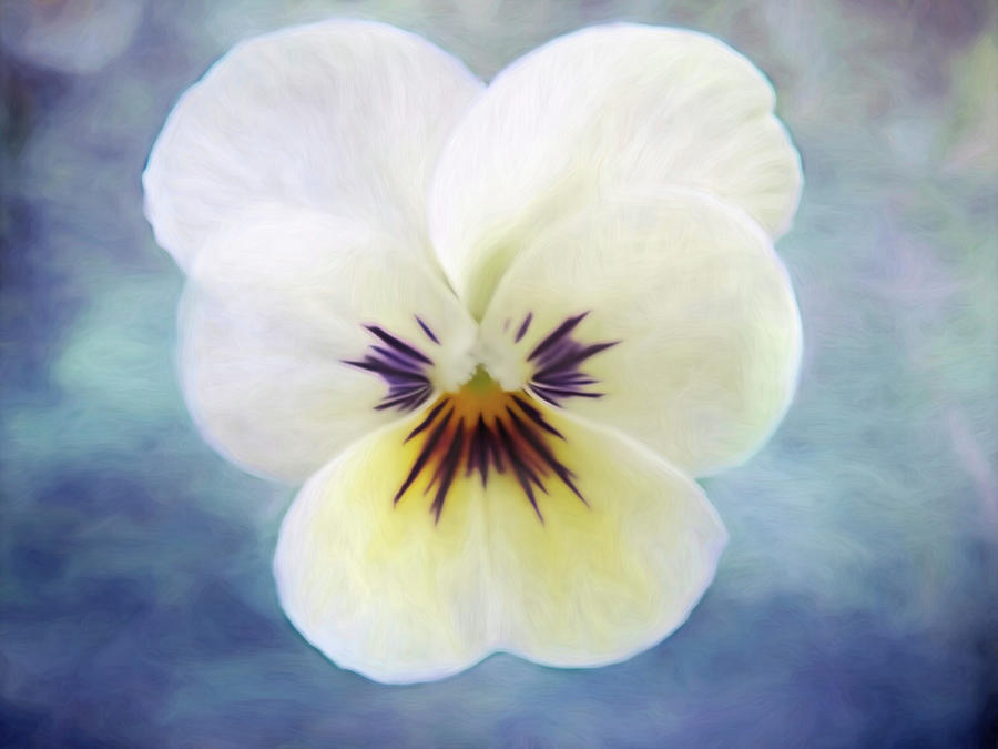 Flowers Still Life Photograph - Pansy by Heather Buechel