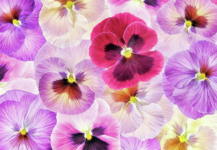 Summer Photograph - Pansy Passion I by Cora Niele