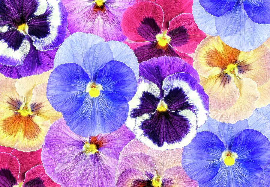 Summer Photograph - Pansy Passion II by Cora Niele