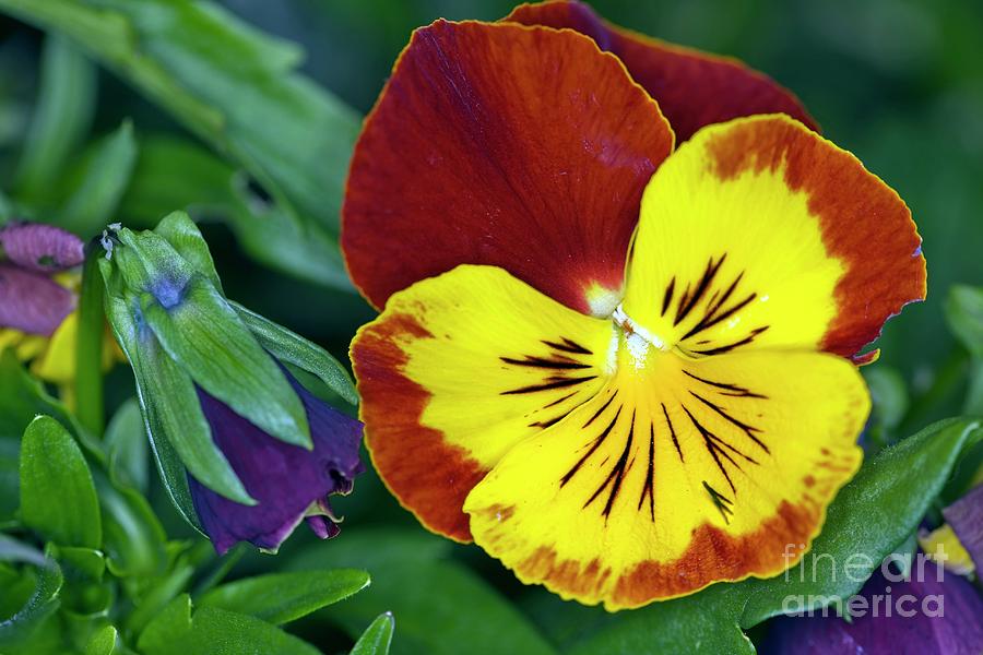 Nature Photograph - Pansy (viola Sp.) by Dr Keith Wheeler/science Photo Library