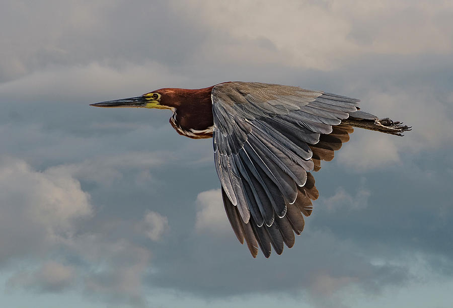 Pantanal Heron Photograph by Wade Aiken