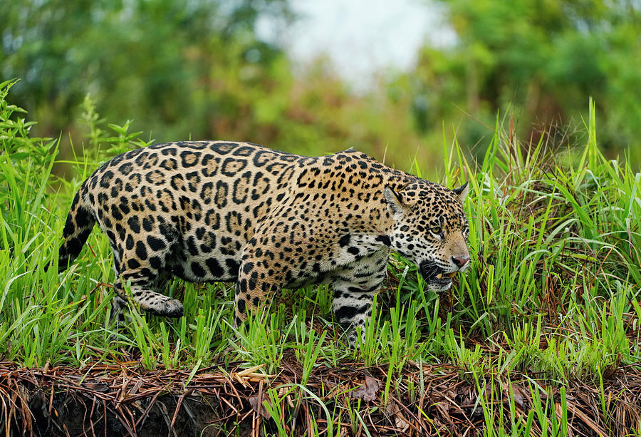 Pantanal Jaguar Stalking Photograph by Hiroya Minakuchi