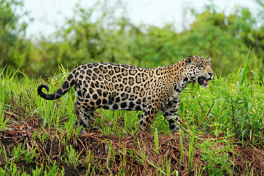 Pantanal Jaguar Stalking Pantanal Photograph by Hiroya Minakuchi