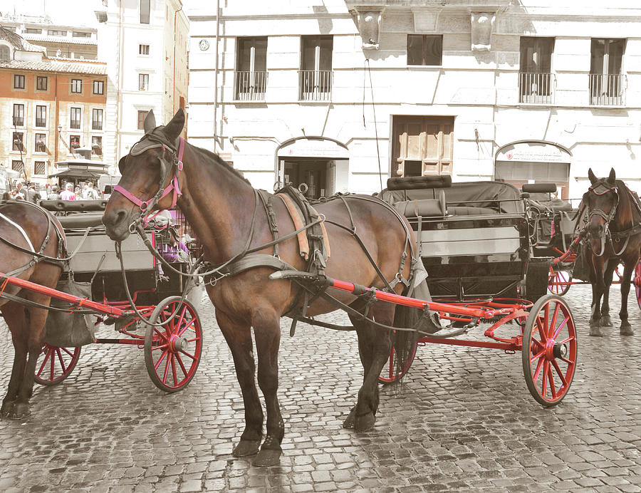 Horse Photograph - Pantheon Carriage Rides by JAMART Photography