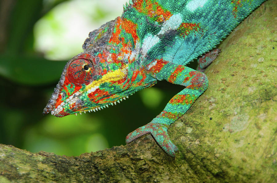 Panther Chameleon Photograph by Dave Stamboulis Travel Photography