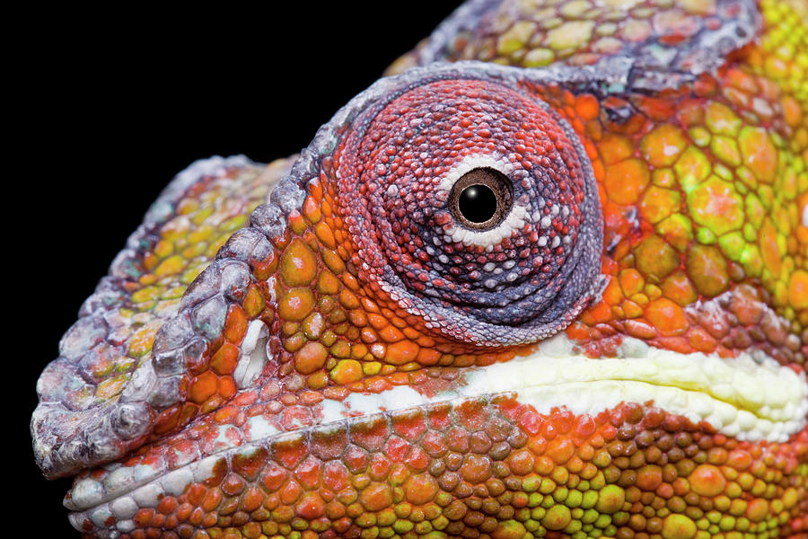 Panther Chameleon Head Close Up, Madagascar Photograph by Chris ...