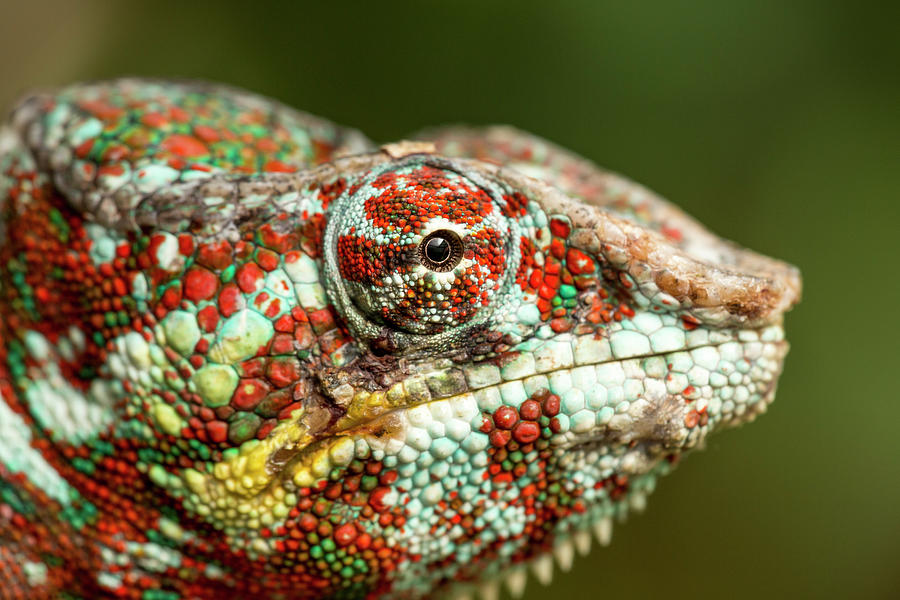 Panther Chameleon, Madagasdar Photograph by Paul Souders