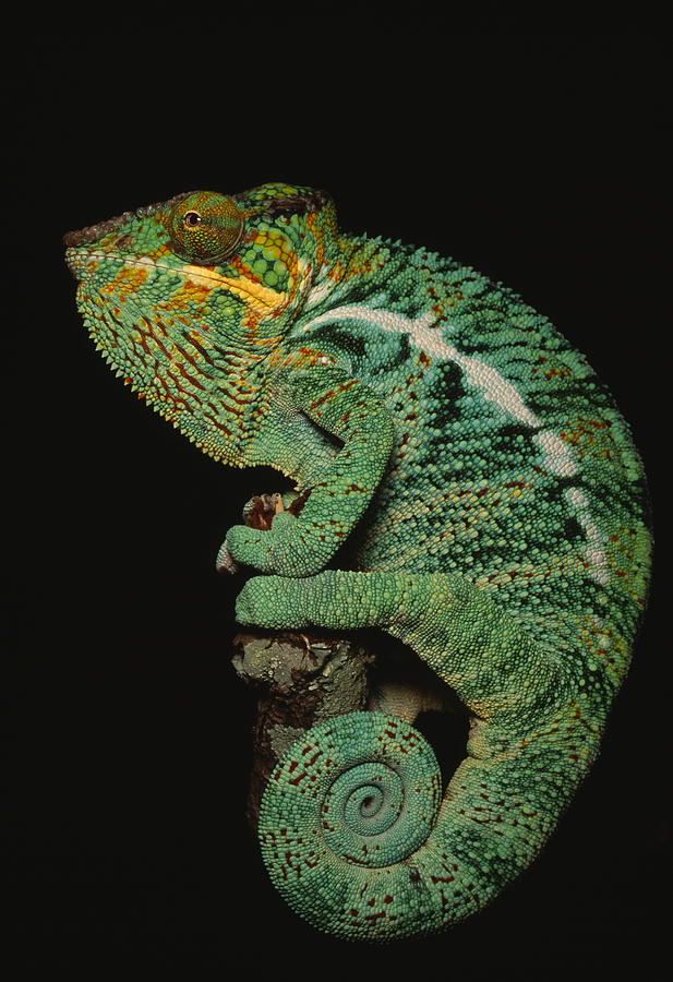 Panther Chameleon Photograph By Nhpa Fine Art America