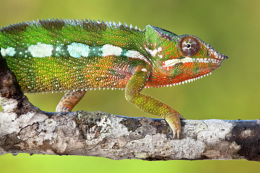 Panther Chameleon Walking Along Branch, Madagascar Photograph by Alex ...