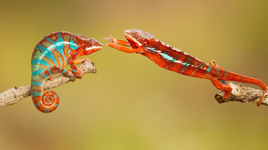 Nature Photograph - Panther Chameleons by Milan Zygmunt