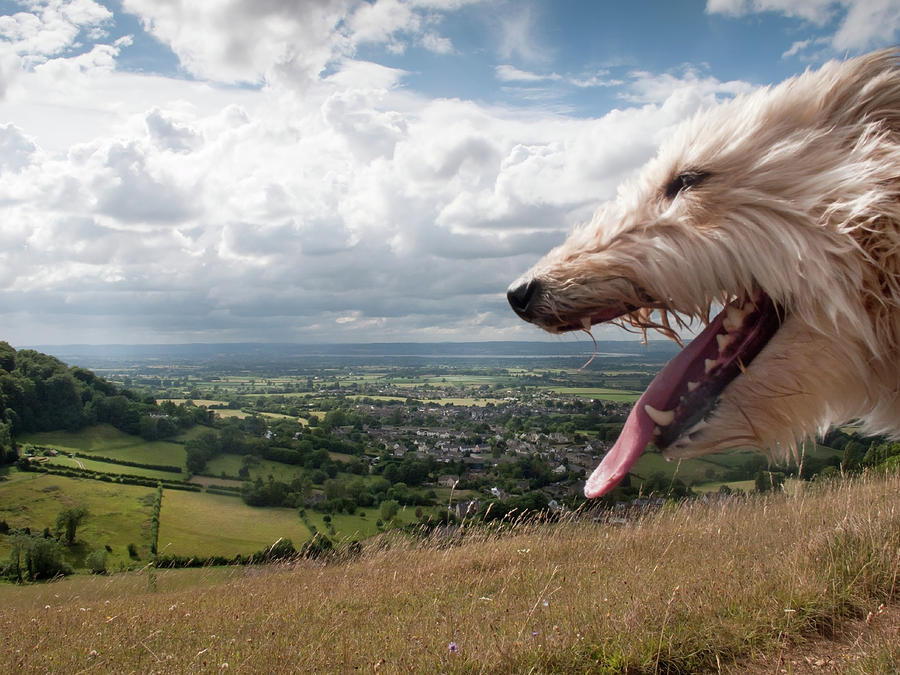Panting dog Photograph by Seeables Visual Arts