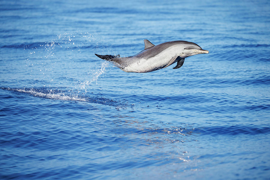 Pantropical Spotted Dolphin Leaping Out Of The Ocean, Hawaii Photograph ...