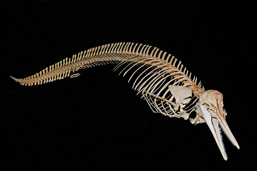 Pantropical Spotted Dolphin Skeleton Photograph by Millard H. Sharp ...