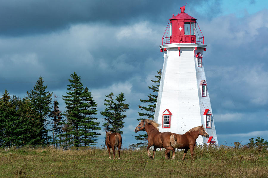 Panumre Island Horses  Photograph by Douglas Wielfaert