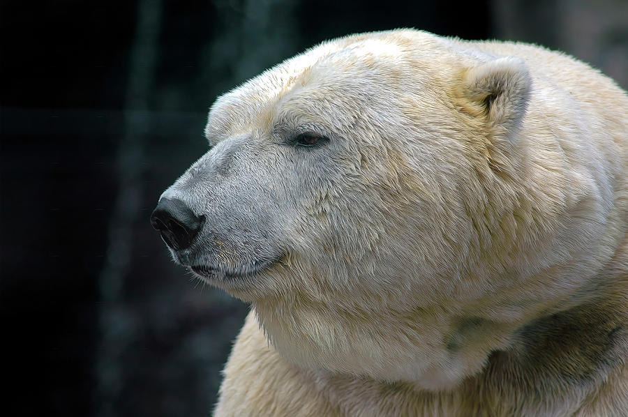 Papa Bear Photograph by Paul Coco - Fine Art America