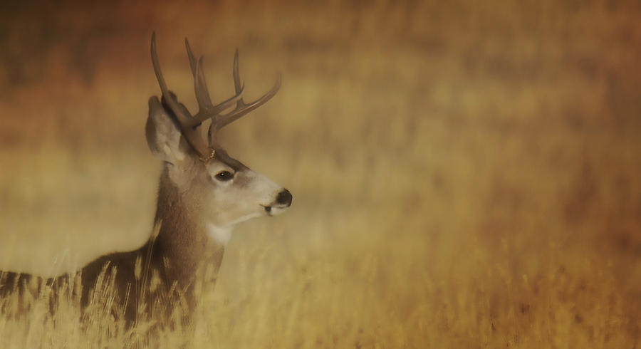 Papa Deer Photograph by Amanda Smith