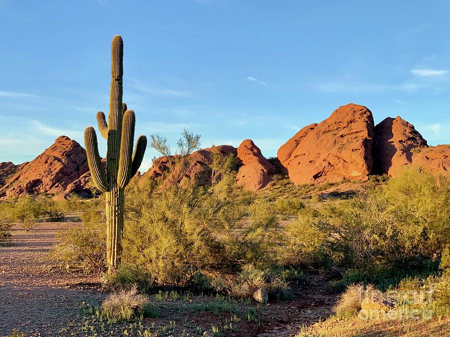 Papago Butte Photograph by Sean Griffin