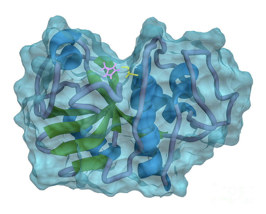 Papain Cysteine Protease Photograph by Greg Williams/science Photo ...