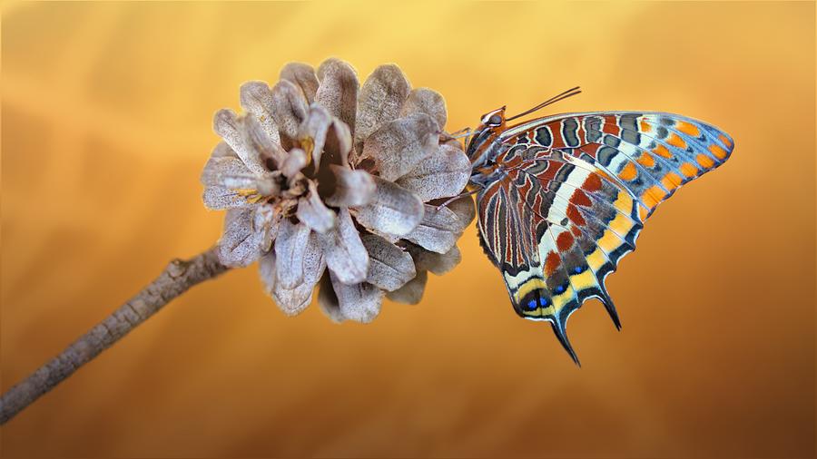 Butterfly Photograph - Papallona De Larbo by Jimmy Hoffman