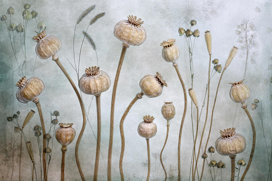 Papaver Photograph by Mandy Disher