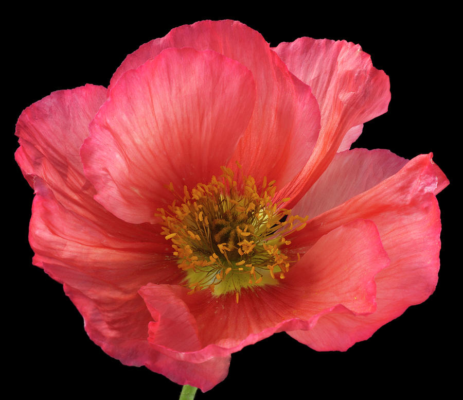 Papaver Nudicaule Photograph by (c) Bill Pusztai Papaver Nudicaule Photograph by (c) Bill Pusztai
