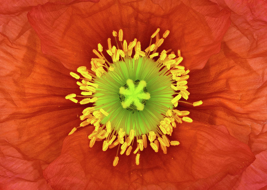 Papaver Nudicaule iceland Poppy Photograph by Victor Mozqueda