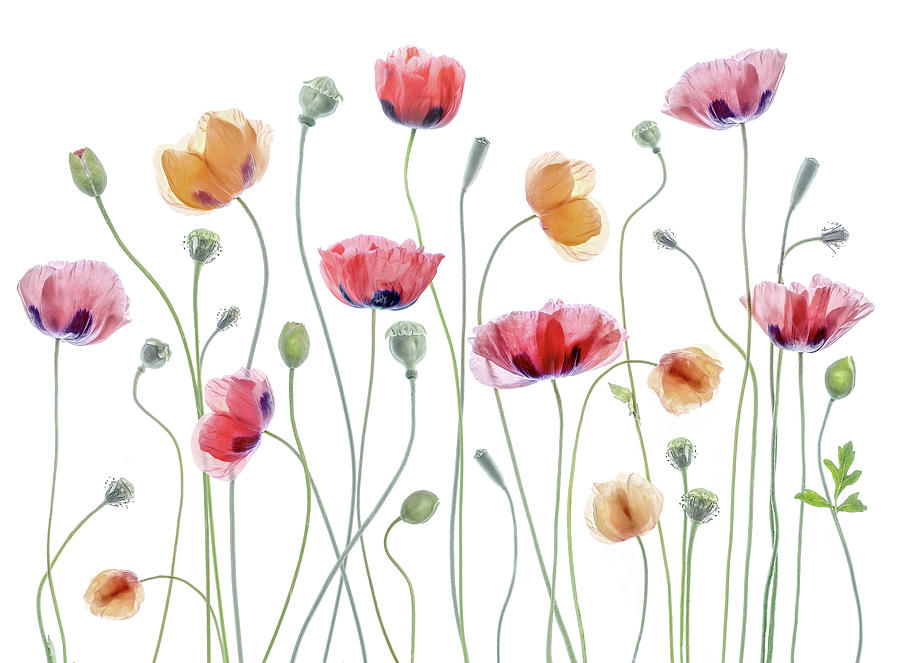 Poppy Photograph - Papaver Party by Mandy Disher