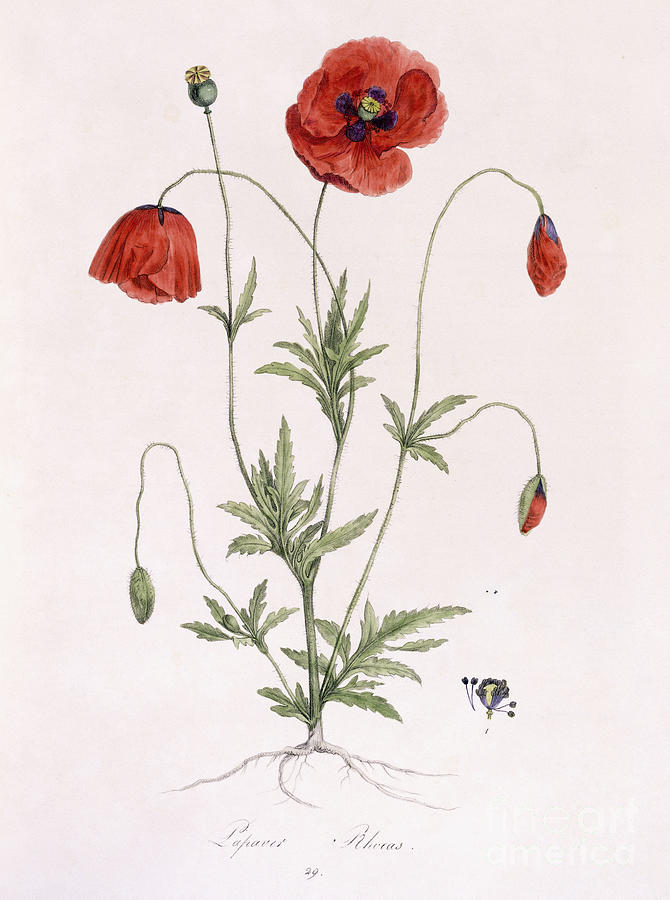 Papaver Rhoeas, Common Poppy Painting by German School