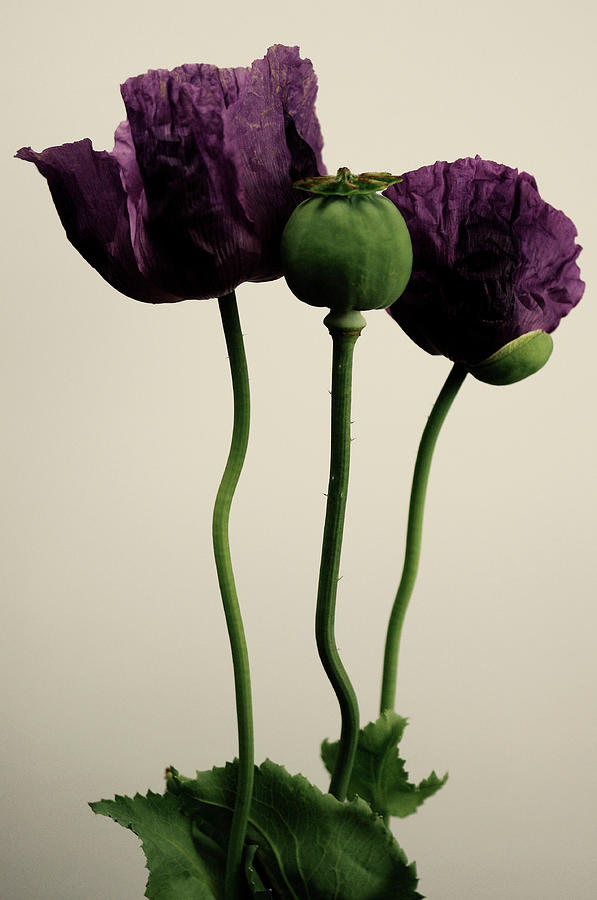 Papaver Somniferum Photograph by Farmer Images