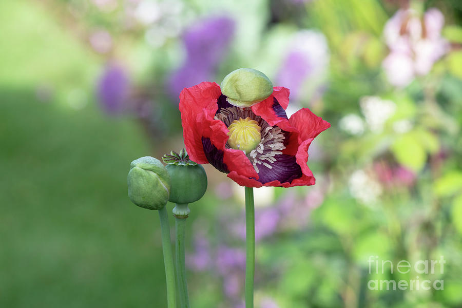 Flower Photograph - Papaver Somniferum Opening in the Morning  by Tim Gainey