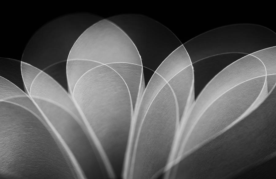 Paper Flower Photograph by Elke Rau