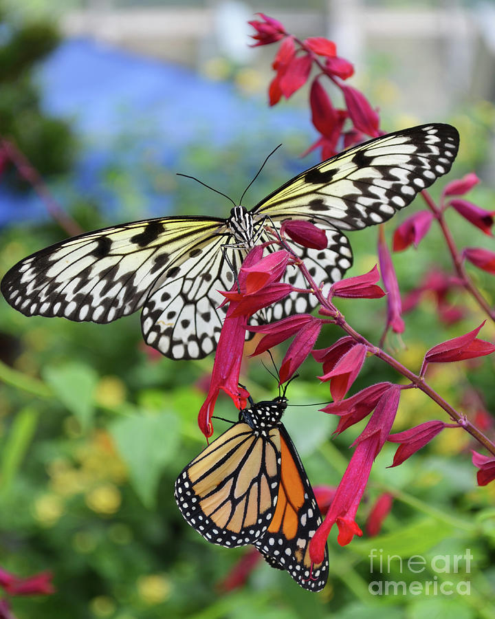 Paper Kite And Monarch Butterflies Digital Art