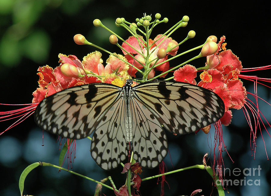 Paper Kite Butterfly 5 by Steve Edwards Paper Kite Butterfly 5 by Steve Edwards