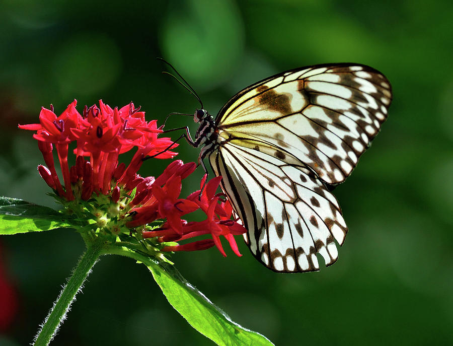 Paper Kite Butterfly Feeding On Pentas Photograph by Lasting Image By Pedro Lastra