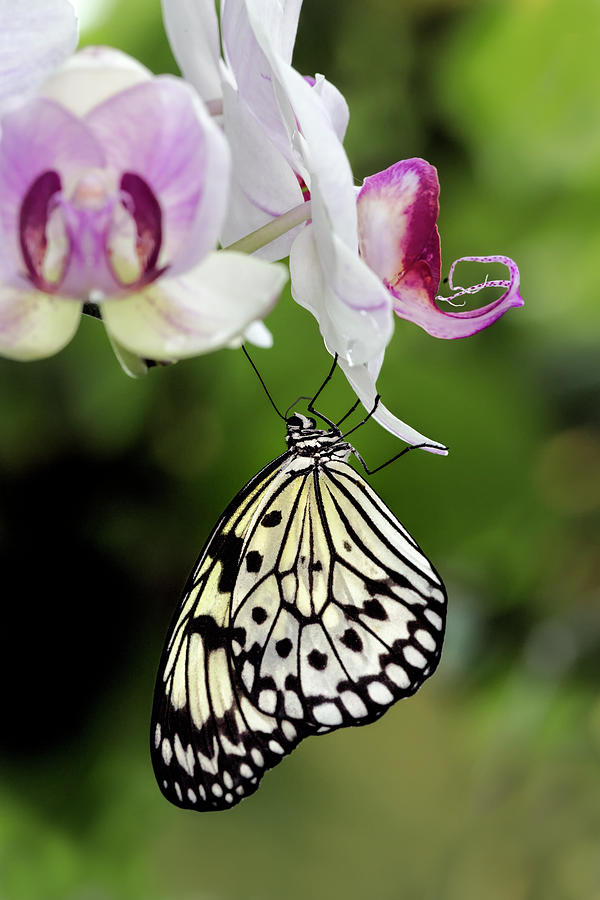 Adam Jones Photograph - Paper Kite Butterfly Hanging by Adam Jones