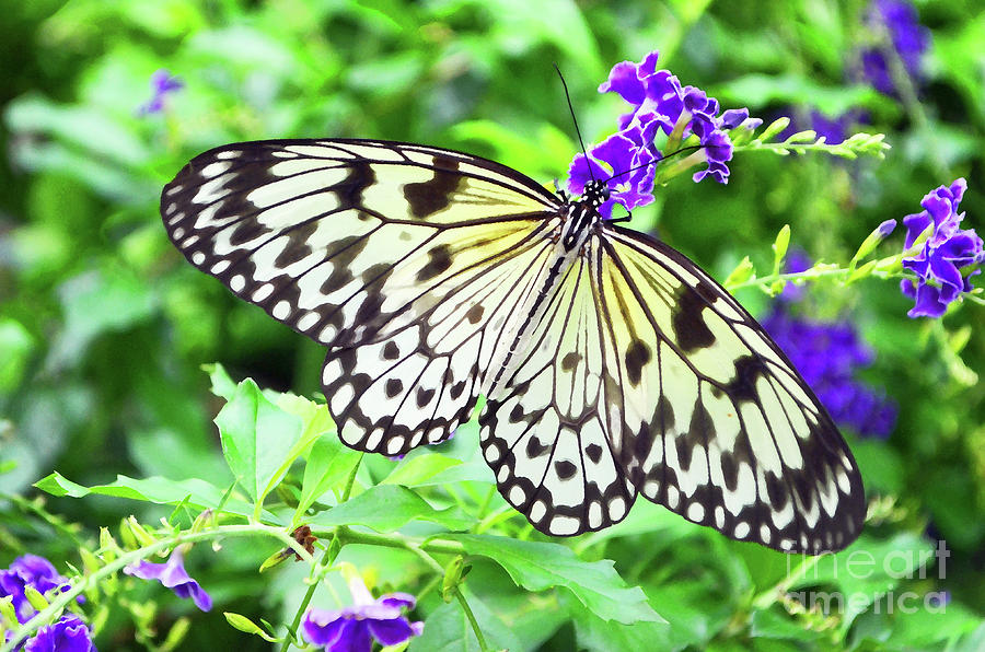 Paper Kite Butterfly Idea Leuconoe Digital Art