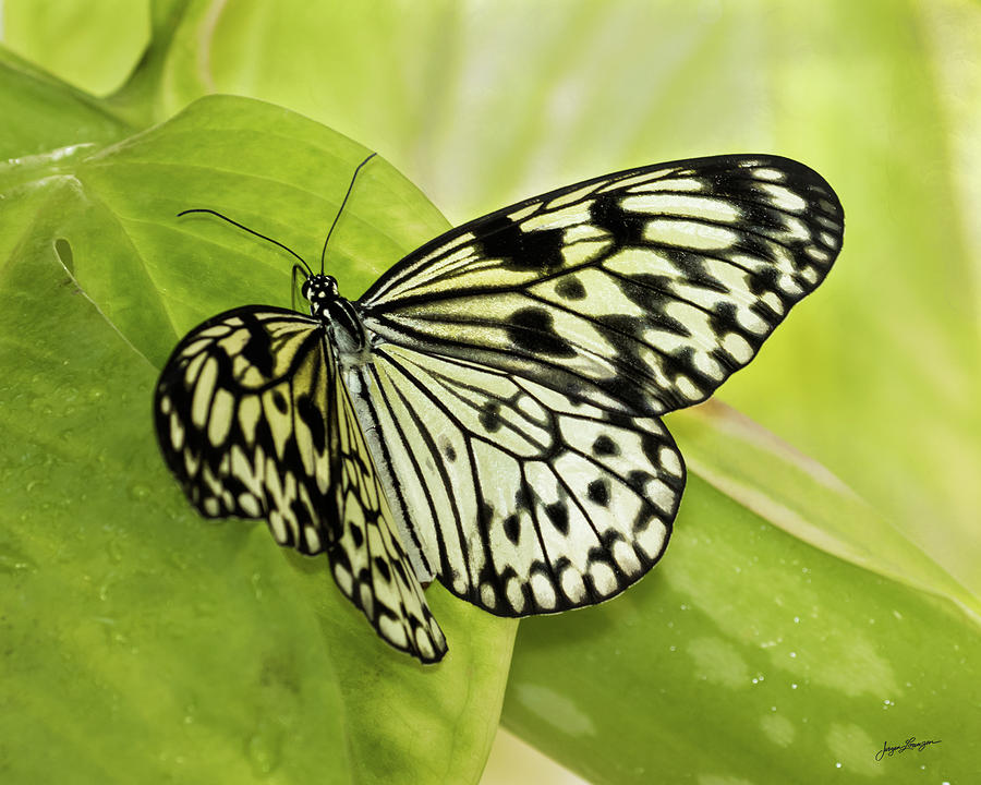 Paper Kite Butterfly Photograph by Jurgen Lorenzen