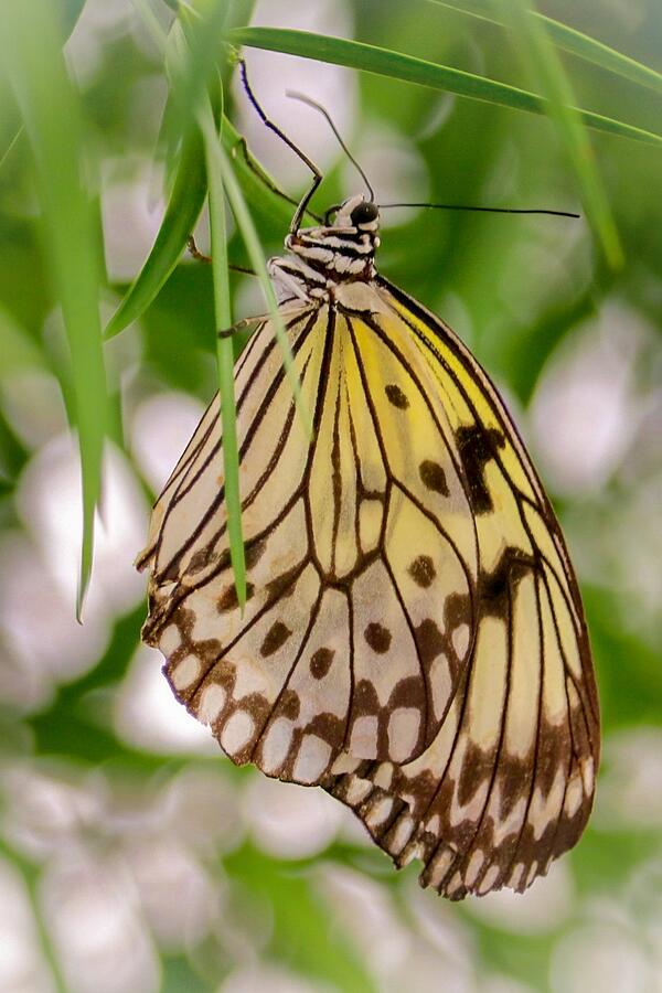 Paper Kite Butterfly Photograph by Susan Rydberg