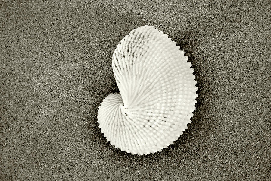 Black And White Photograph - Paper Nautilus - Sepia by Sean Davey