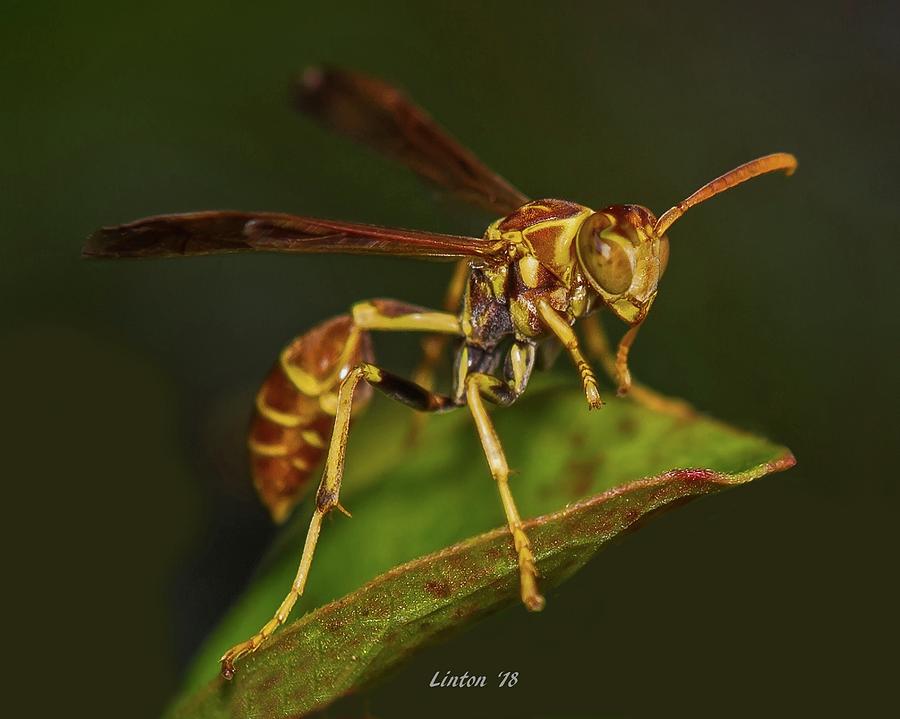 Wasp Photograph - Paper Wasp by Larry Linton